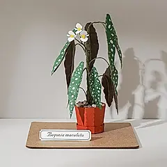 紙風景紙植栽雷射材料包/ 銀點秋海棠/ L